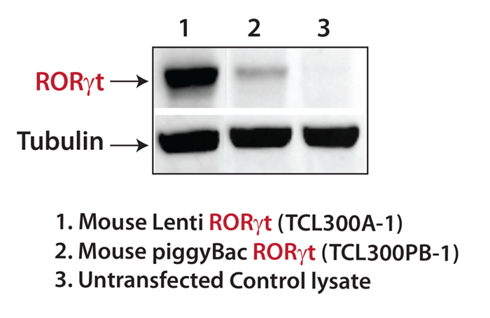 SBI’s human and mouse RORC lentivector and PiggyBac plasmids provide robust RORC overexpression
