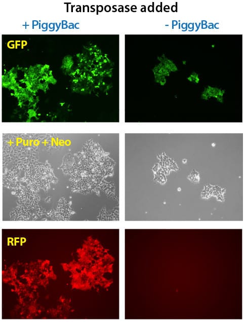 Simultaneous integration of multiple PiggyBac Vectors is also highly efficient