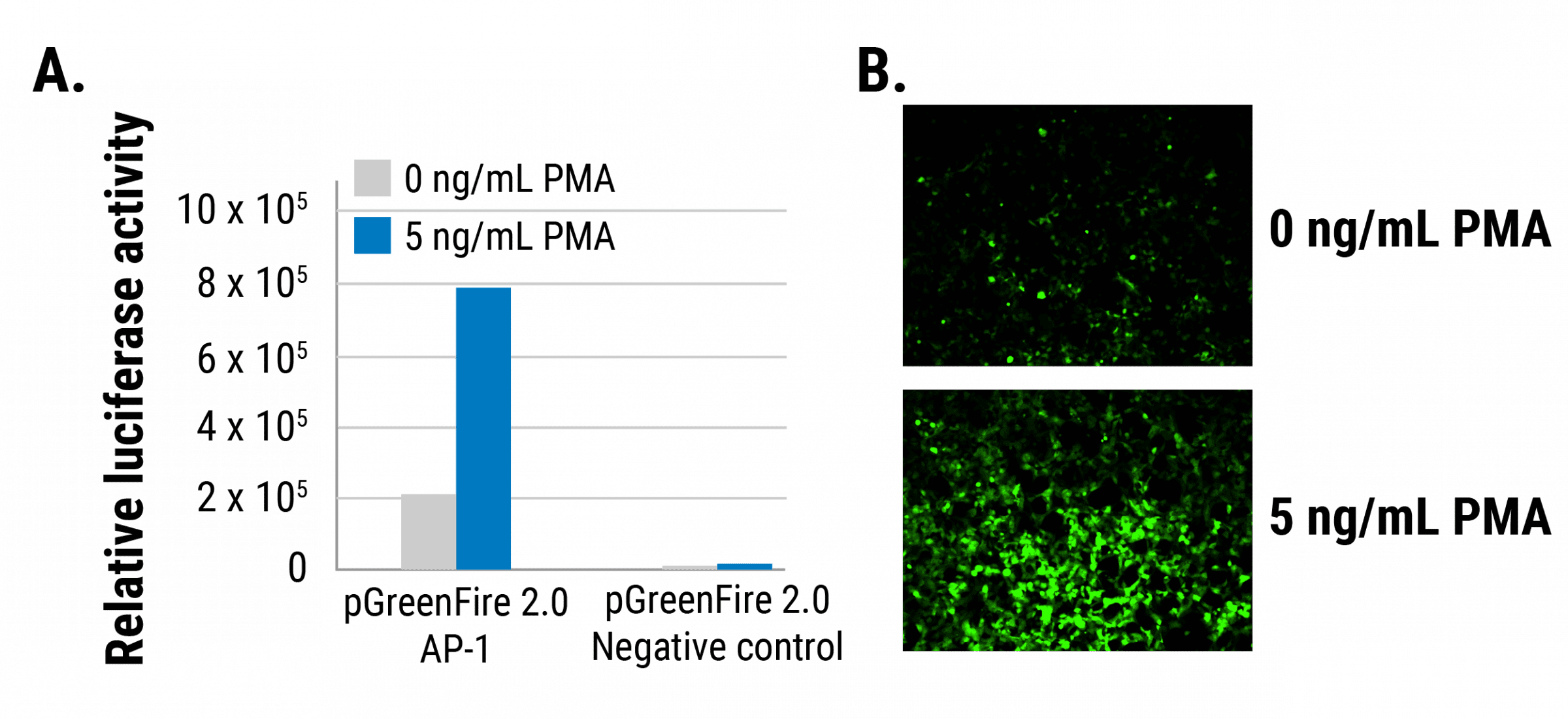 The pGreenFire 2.0 AP-1 Reporter efficiently and quantitatively reports on AP-1 activity in 293FT cells