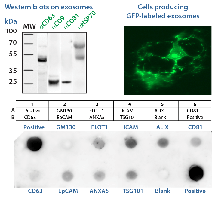 Exosome-training-course-image
