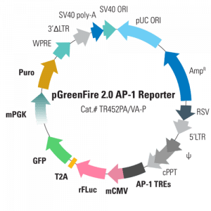 pGreenFire 2.0 AP-1 Lentivector