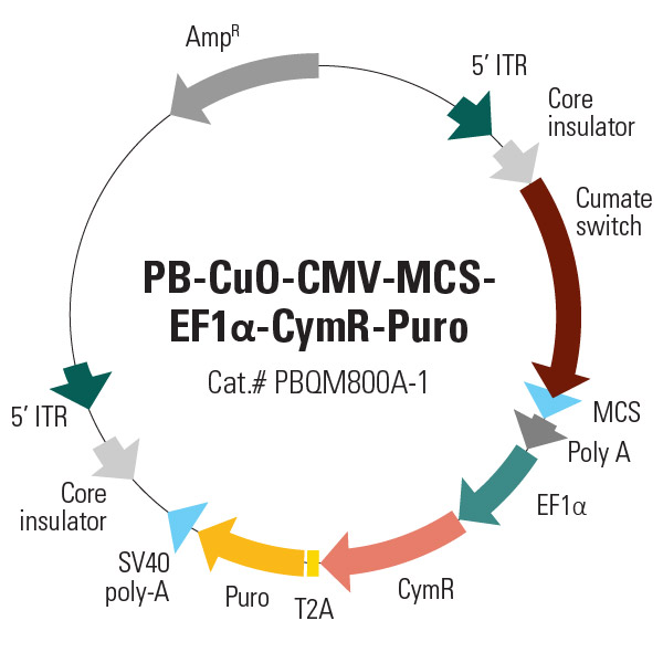 PB-CuO-CMV-MCS-EF1alpha-CymR-Puro plasmid map