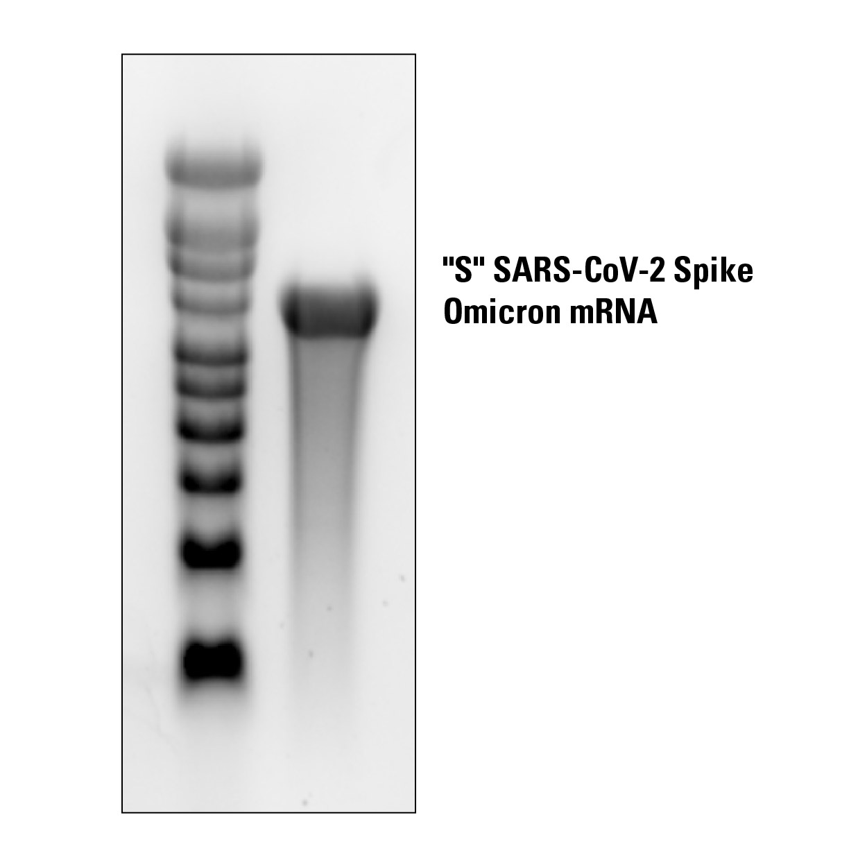 The "S" SARS-CoV-2 Omicron mRNA is a high-quality mRNA that migrates primarily as a single species