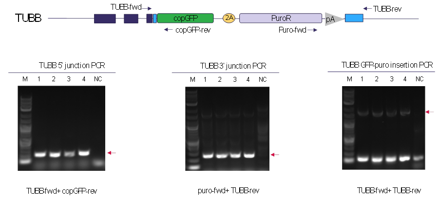 Confirmation of precise integration of OmniTag Minicircle donor