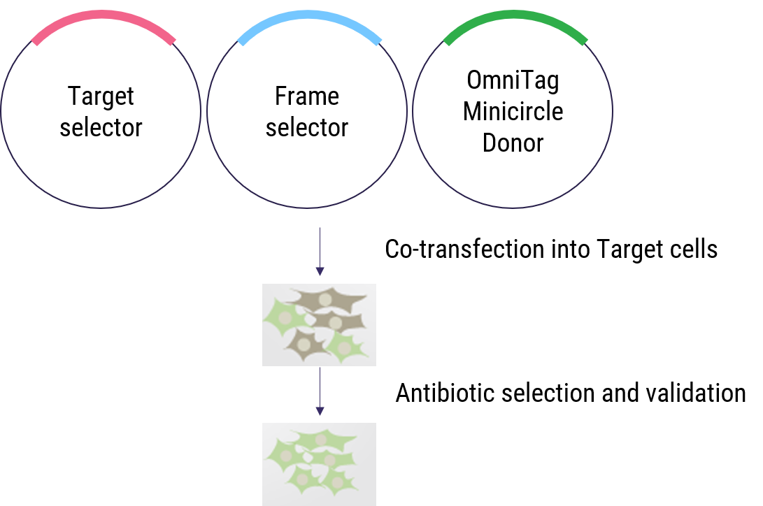 Tagging of endogenous TUBB with GFP