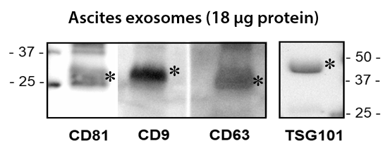 SBI’s Biofluid Exosomes contain expected protein markers