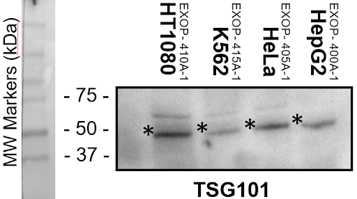 SBI’s Biofluid Exosomes contain expected protein markers
