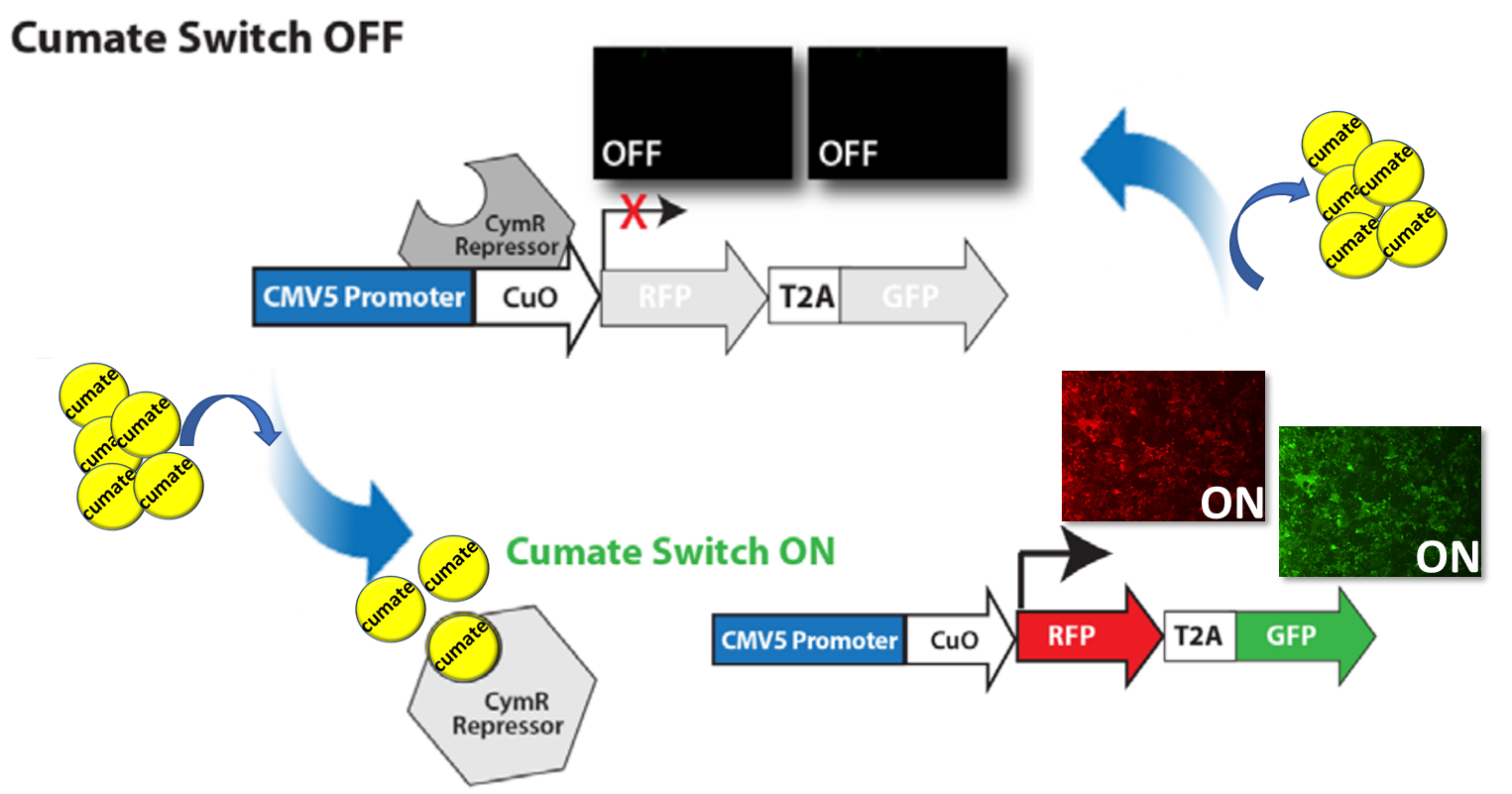 SBI’s Biofluid Exosomes contain expected protein markers