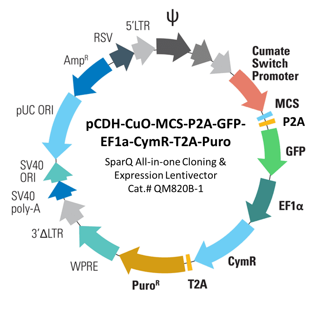 SBI’s Biofluid Exosomes contain expected protein markers