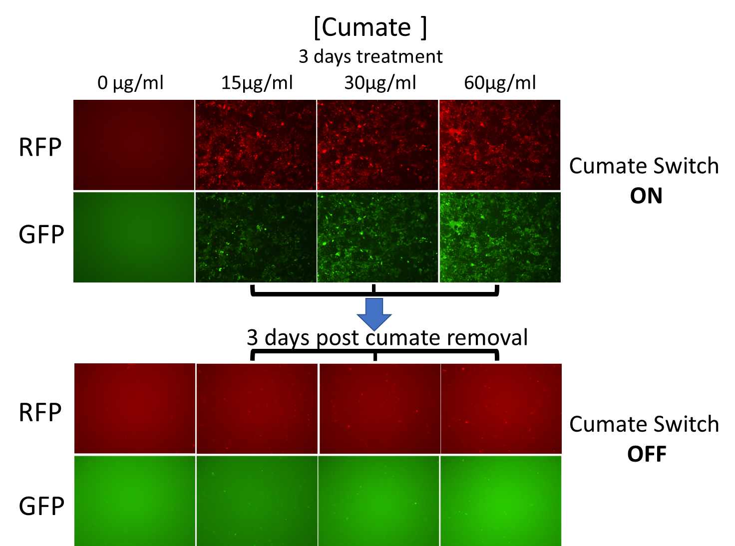 SBI’s Biofluid Exosomes contain expected protein markers