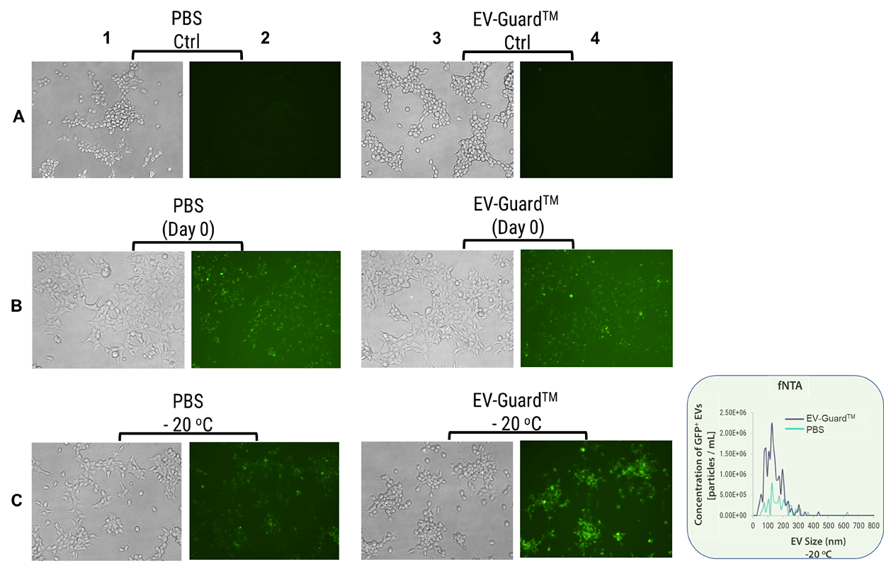 SBI’s Biofluid Exosomes contain expected protein markers