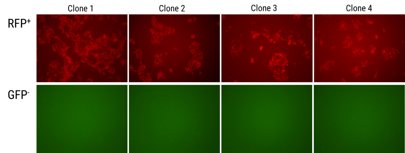 AAVS1 SparQ™ Inducible Cell Line RFP+ and GFP-