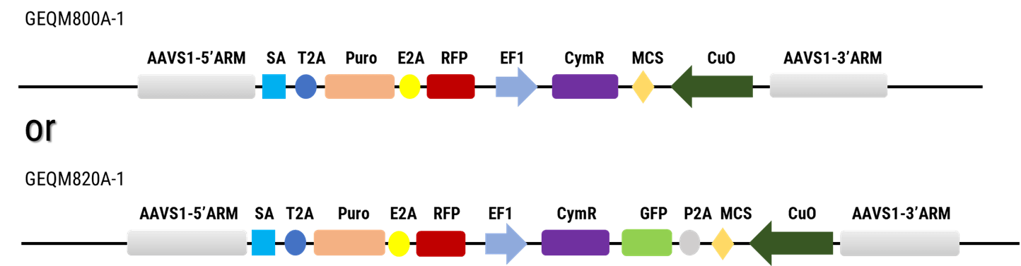 All-in-one Cas9 SmartNuclease & AAVS1 gRNA Plasmid