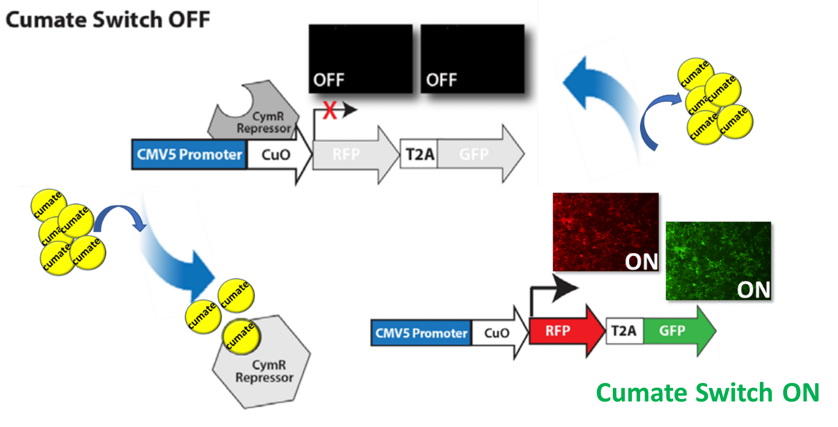 Cumate-Switch-System