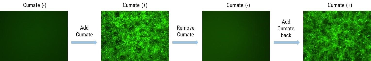 Gene Expression is Inducible and Reversible