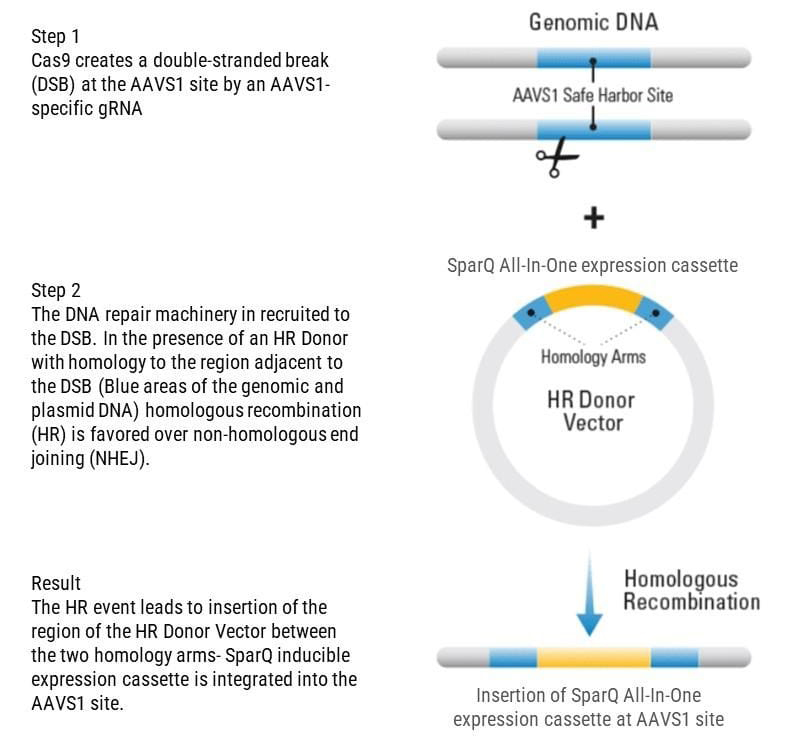 Gene Knock-In at AAVS1