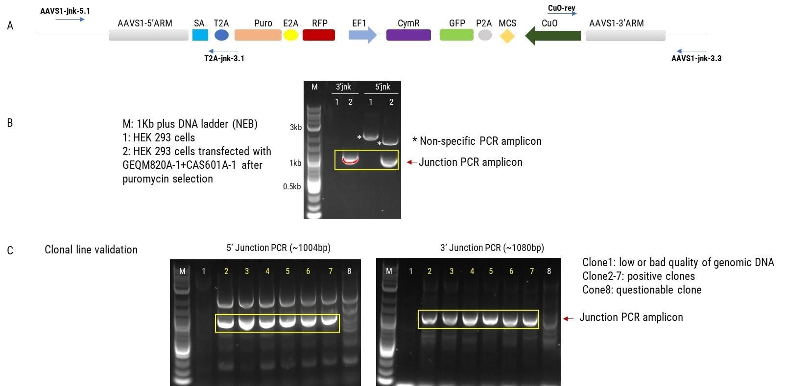 The HEK 293 cells were co-transfected with GEQM820A-1 and CAS601A-1. After puromycin selection (1 μg/ml), single-cell sorting was performed using FACS to isolate RFP+ and GFP- cells.