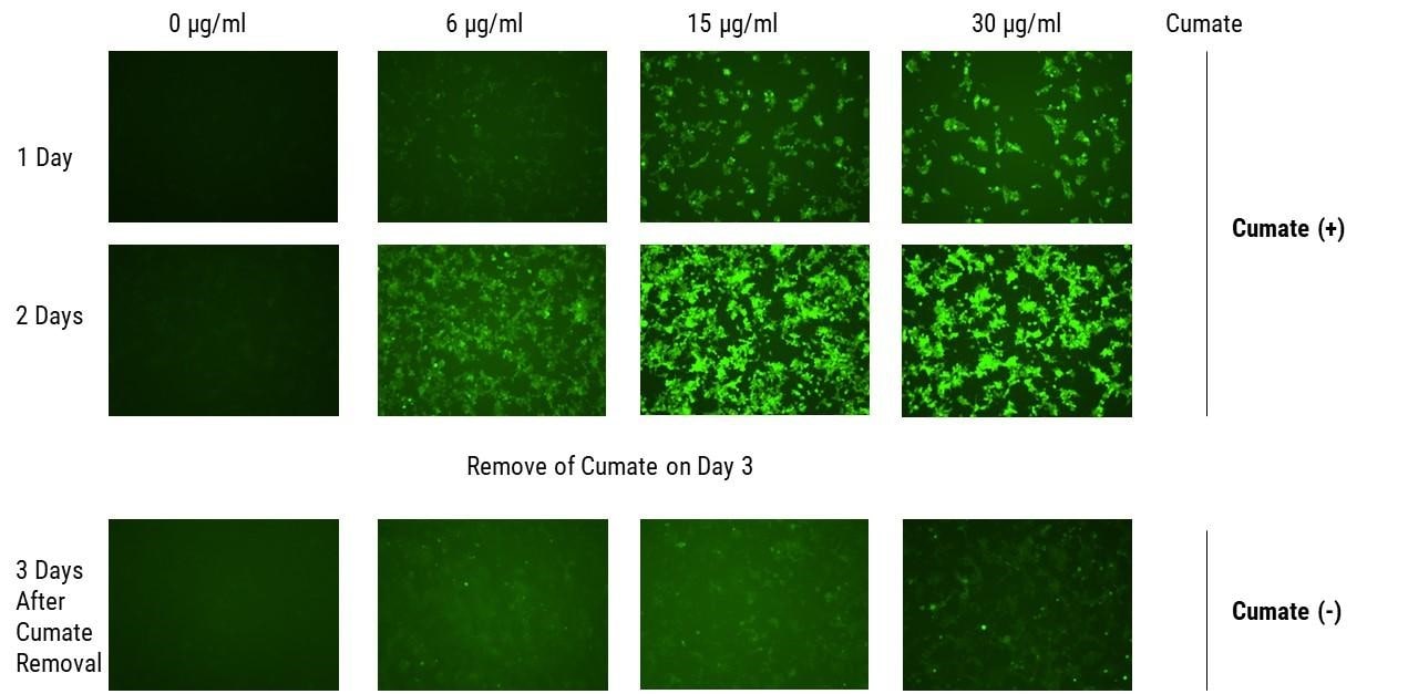 Gene Expression is Inducible and Reversible