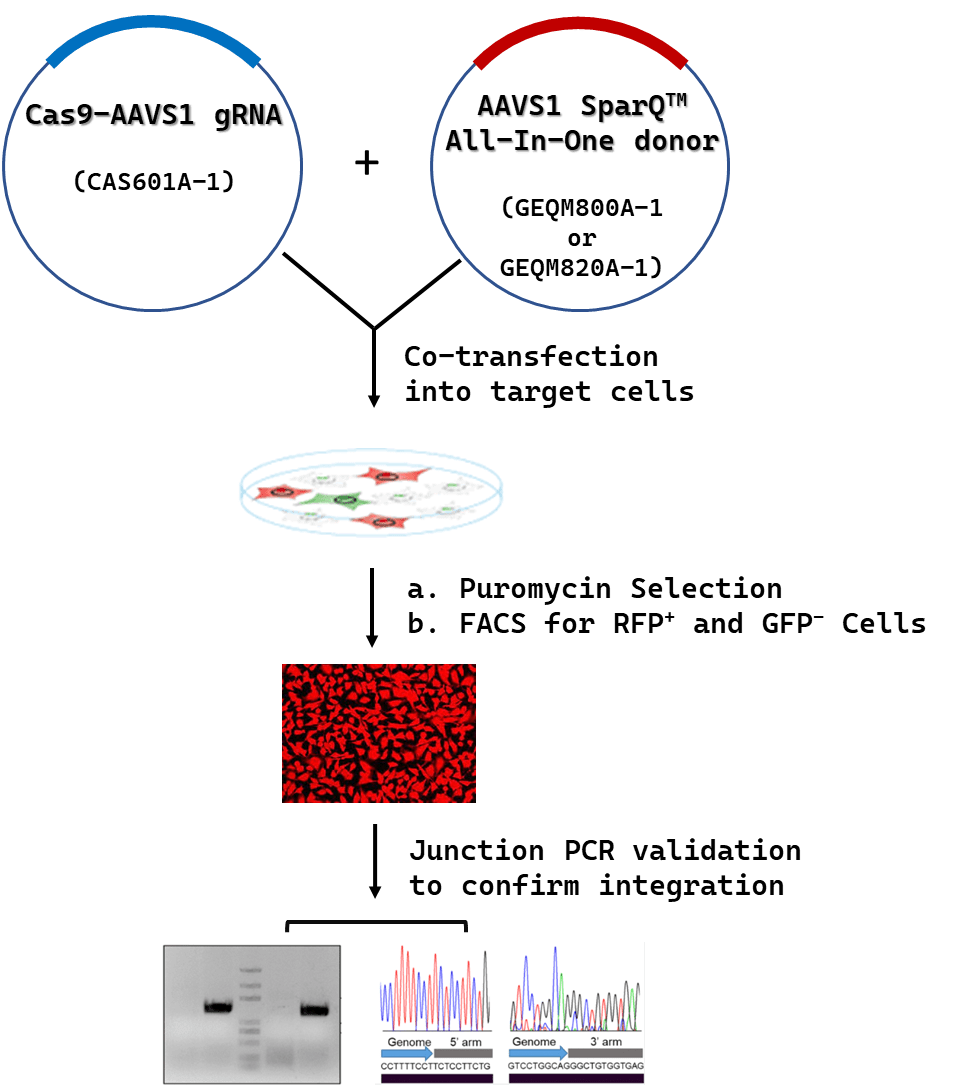 Workflow for Generation of Site Specifc Inducible Isogenic Cell Line