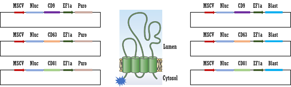 EV-LuminiteTM constructs