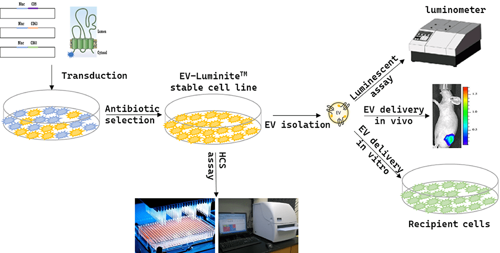 Bright up your EV research with EV-LuminiteTM