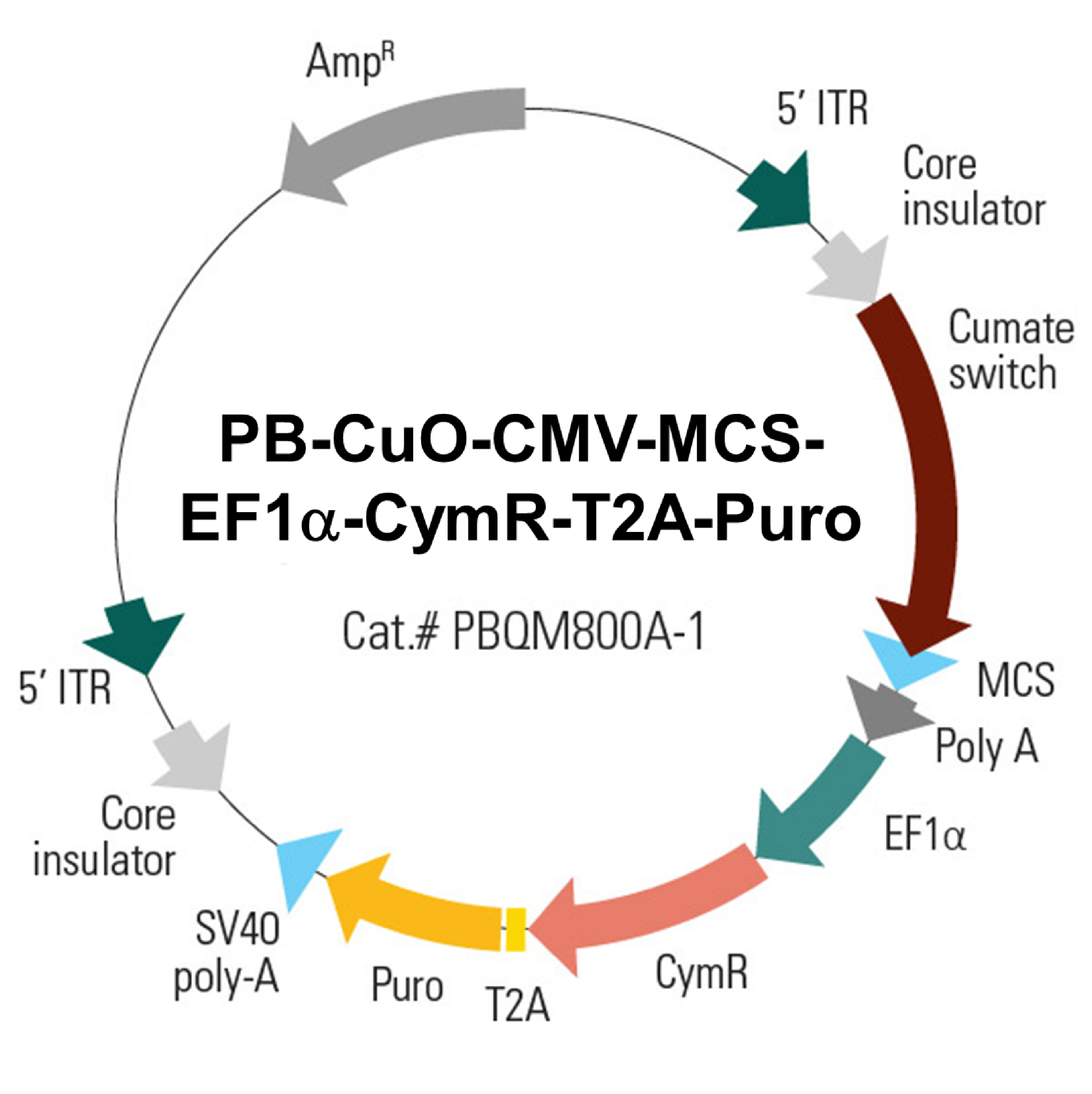 PB-CuO-CMV-MCS-EF1alpha-CymR-Puro plasmid map