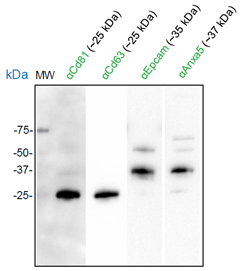EV-LuminiteTM stable cell lines release EV with robust Nano luciferase activity