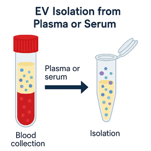 EV isolation from plasma or serum