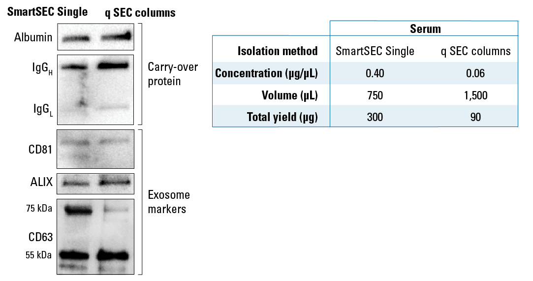 Western blot analysis shows that SmartSEC Single delivers higher yields of cleaner EVs than a competitor’s q SEC columns.