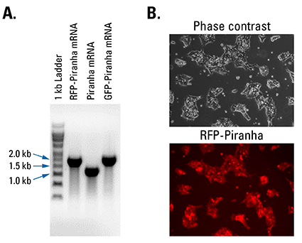 Piranha Electroporation-ready mRNA is pure and efficiently delivered and translated inside cells