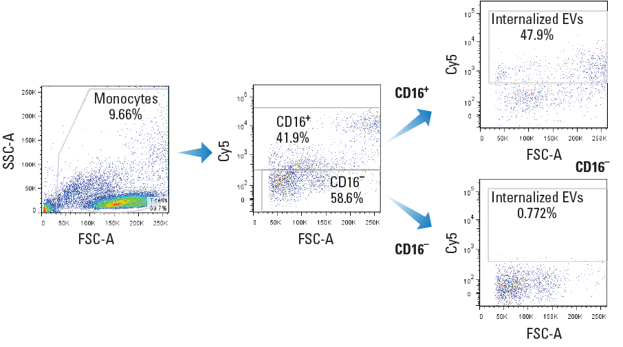 Target-specific EVs engineered using XStamp Pro anti-CD16 are highly specific and efficiently internalized