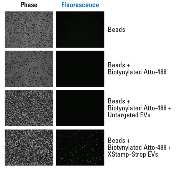 EVs engineered using XStamp Pro Streptavidin efficiently bind a biotinylated target