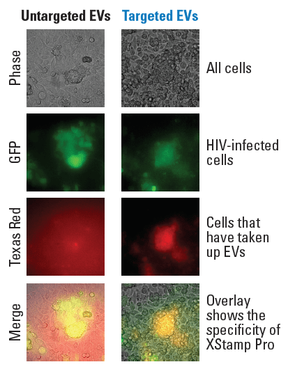 Target-specific EVs engineered using XStamp Pro are highly specific. 