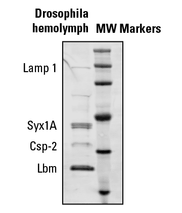 SmartSEC Mini provides robust isolation of EVs from Drosophila starting from 10 µL of hemolymph