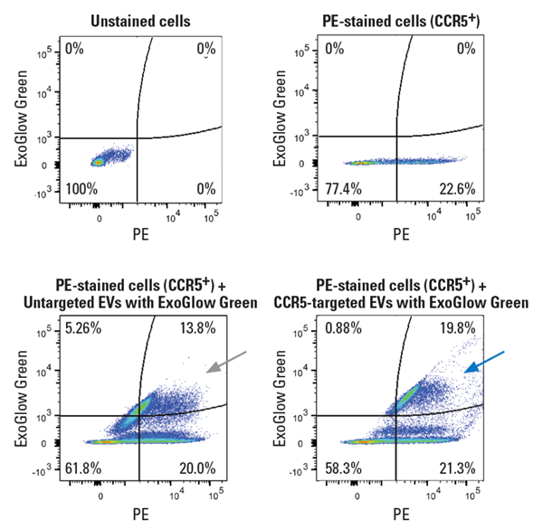 EVs engineered using XStamp Pro Streptavidin and biotinylated anti-CCR5 efficiently target CCR5+ cells and are internalized