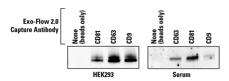 Exo-Flow 2.0 delivers undetectable background binding when analyzed by western blot.