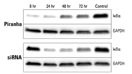Piranha mRNA and antibody efficiently reduce protein levels at a faster rate than corresponding siRNA