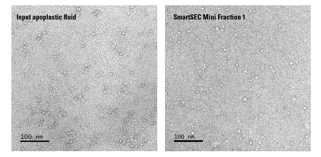 SmartSEC Mini provides robust isolation of EVs from 50 µL of apoplastic fluid from Arabidopsis thaliana. 