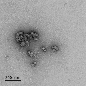 EVs isolated using SmartSEC Single possess typical EV morphology