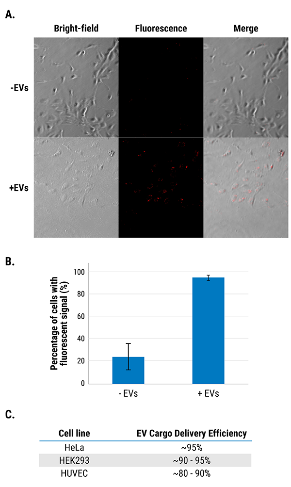 Exo-Fect siRNA/miRNA Transfection Reagent efficiently loads siRNA into EVs