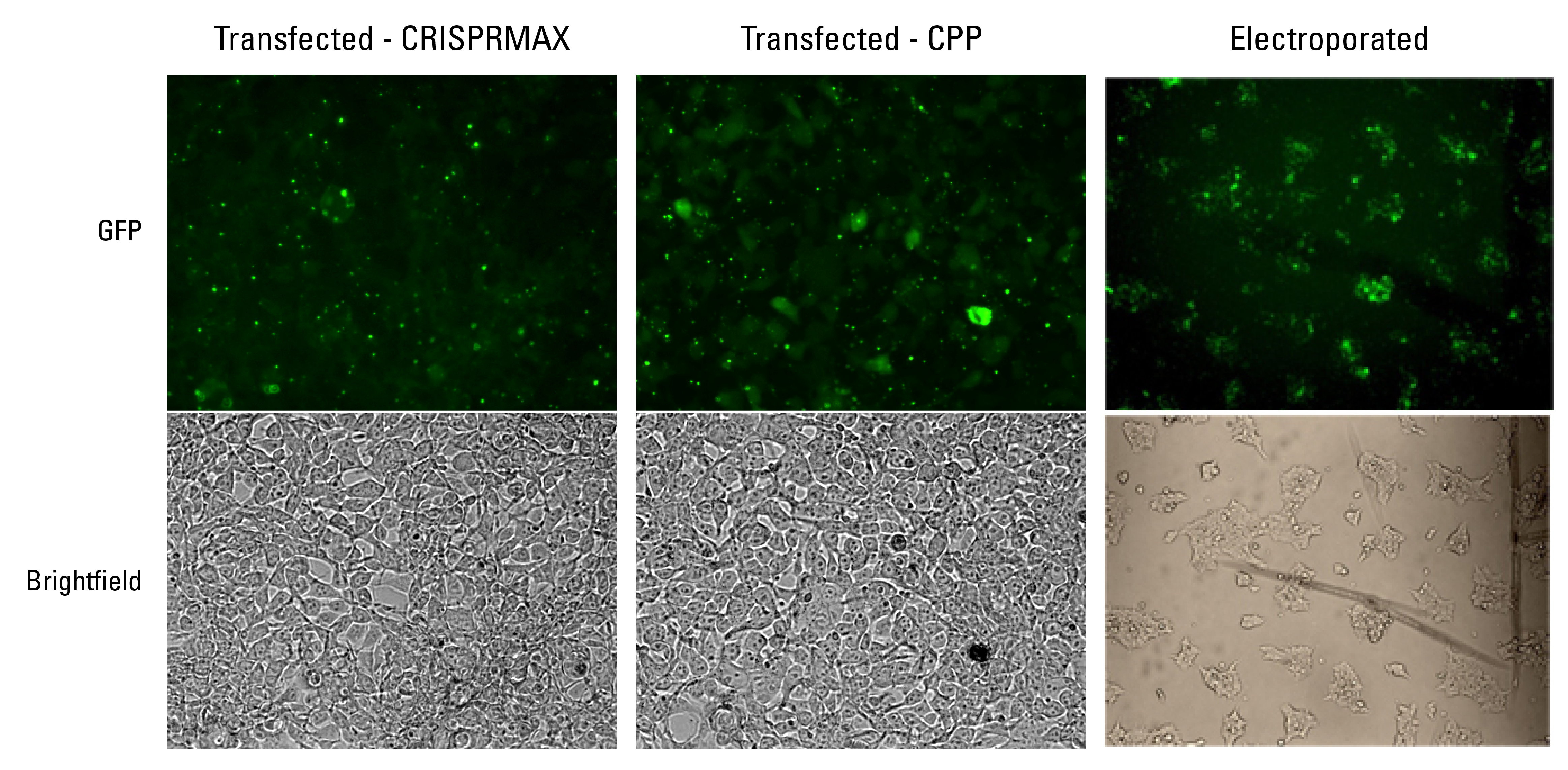 NLS-Cas9-EGFP can be transfected and electroporated into cells