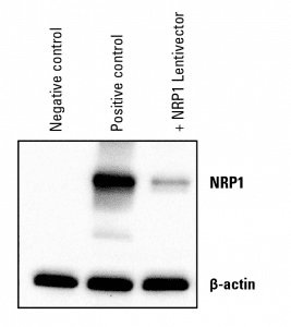 NRP1 is well-expressed-HEK293-cells-01