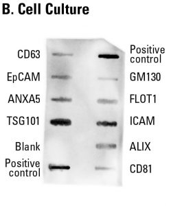 Streamlined, semi-quantitative, cell culture-derived exosome detection with Exo-Check Exosome Antibody Arrays