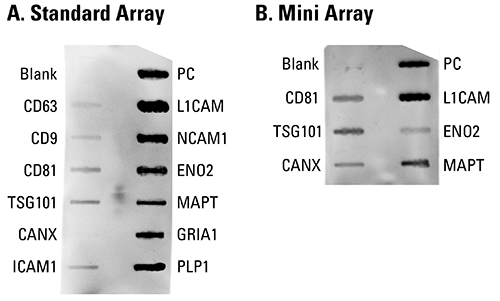 Sample Exo-Check Antibody Array (Neuro) data showing exosome detection and confirmation of the presence of neuronal markers