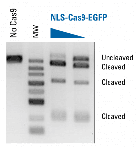 NLS-Cas9-EGFP protein is functional in an in vitro assay