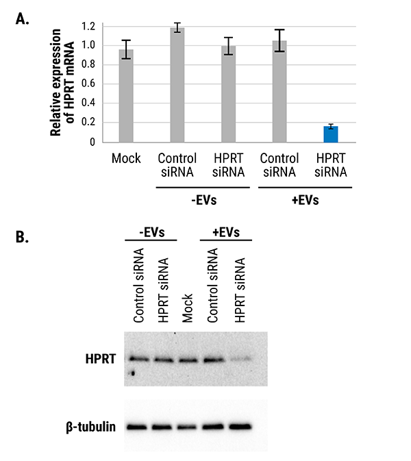 EVs loaded with siRNA using Exo-Fect siRNA/miRNA reagent are functional