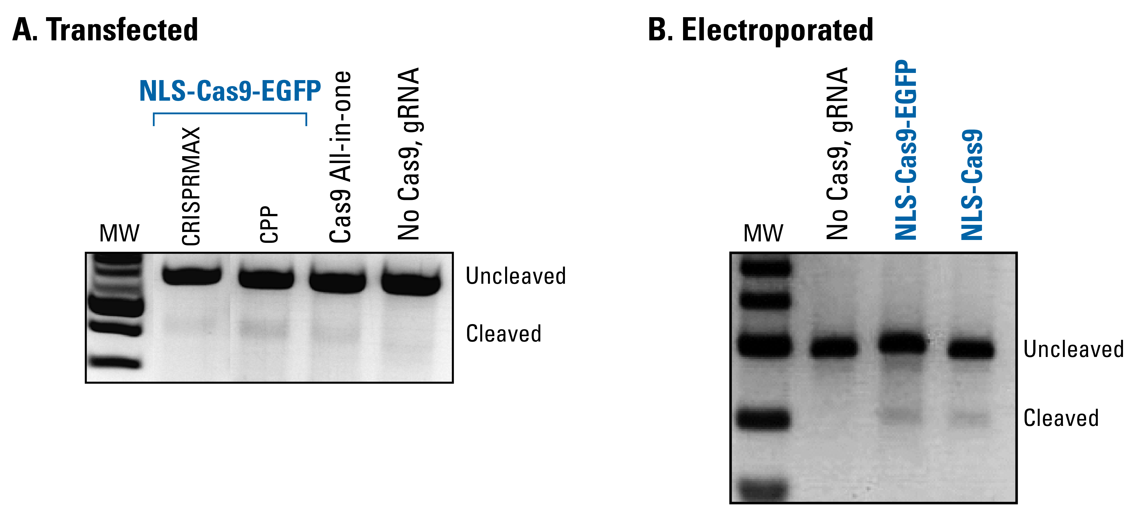 NLS-Cas9-EGFP protein is functional in an in vivo assay