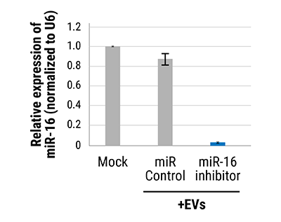 EVs loaded with anti-miRNA using Exo-Fect siRNA/miRNA reagent are functional