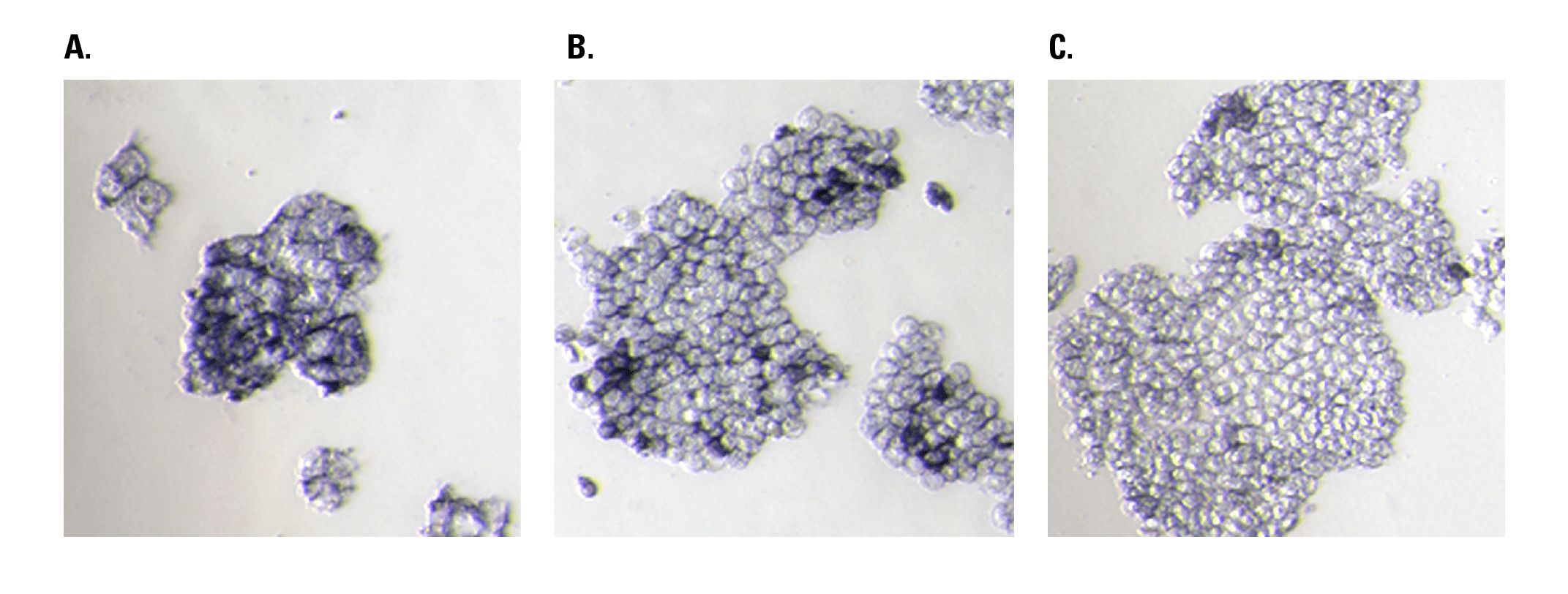 Visualize undifferentiated cells with Purple-Color AP Stain