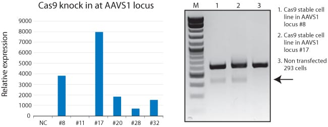 Use of the DIY Cas9-expressing Cells HR Donor leads to good expression of Cas9 from the AAVS1 site.